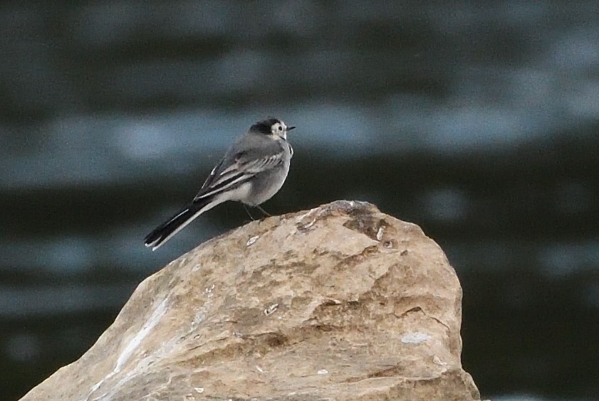 White Wagtail - ML642964697
