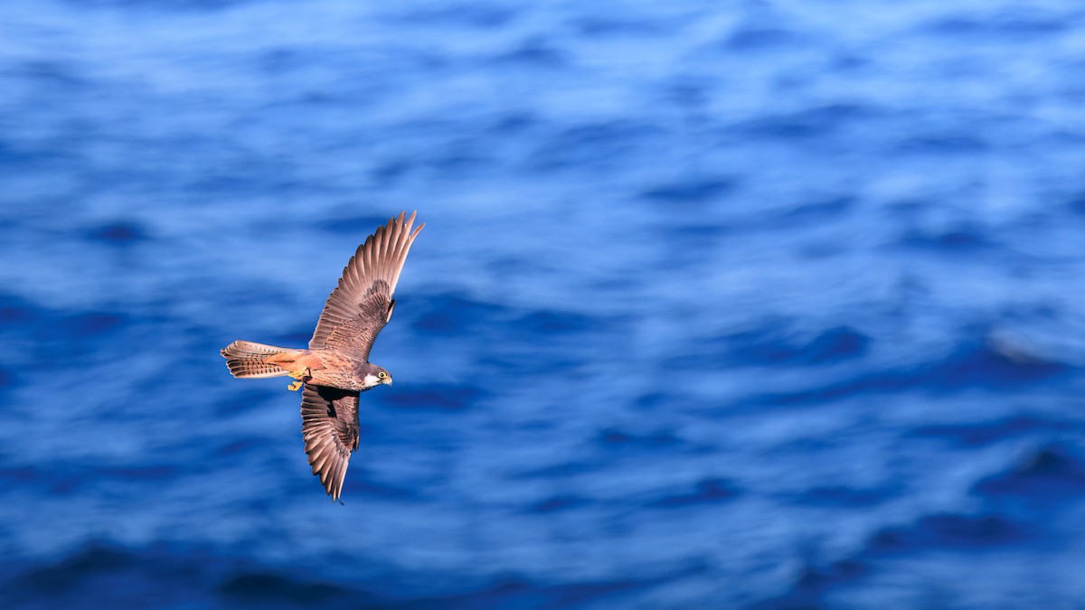 Eleonora's Falcon - ML642964706