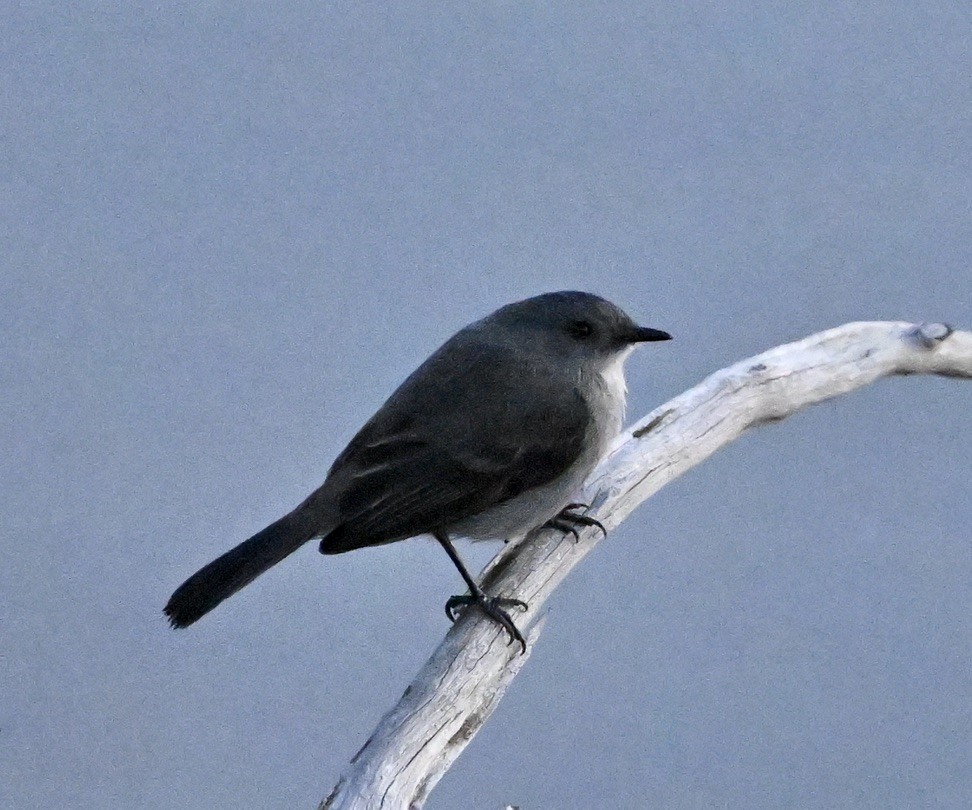 Sooty Tyrannulet - ML642964710