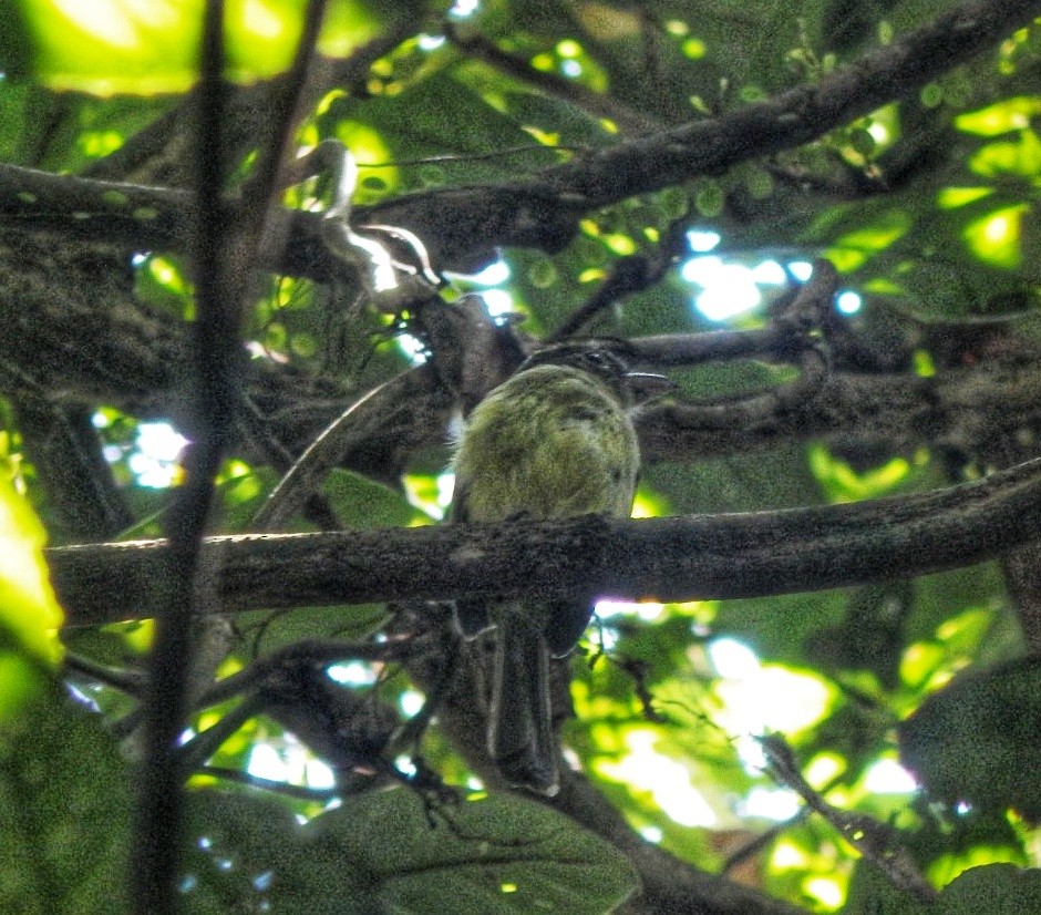 Western Olivaceous Flatbill - ML642964716