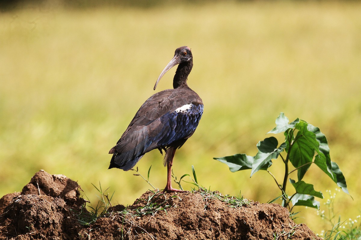 Red-naped Ibis - ML642964740