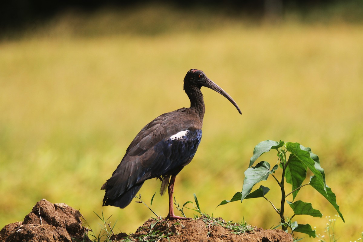 Red-naped Ibis - ML642964741