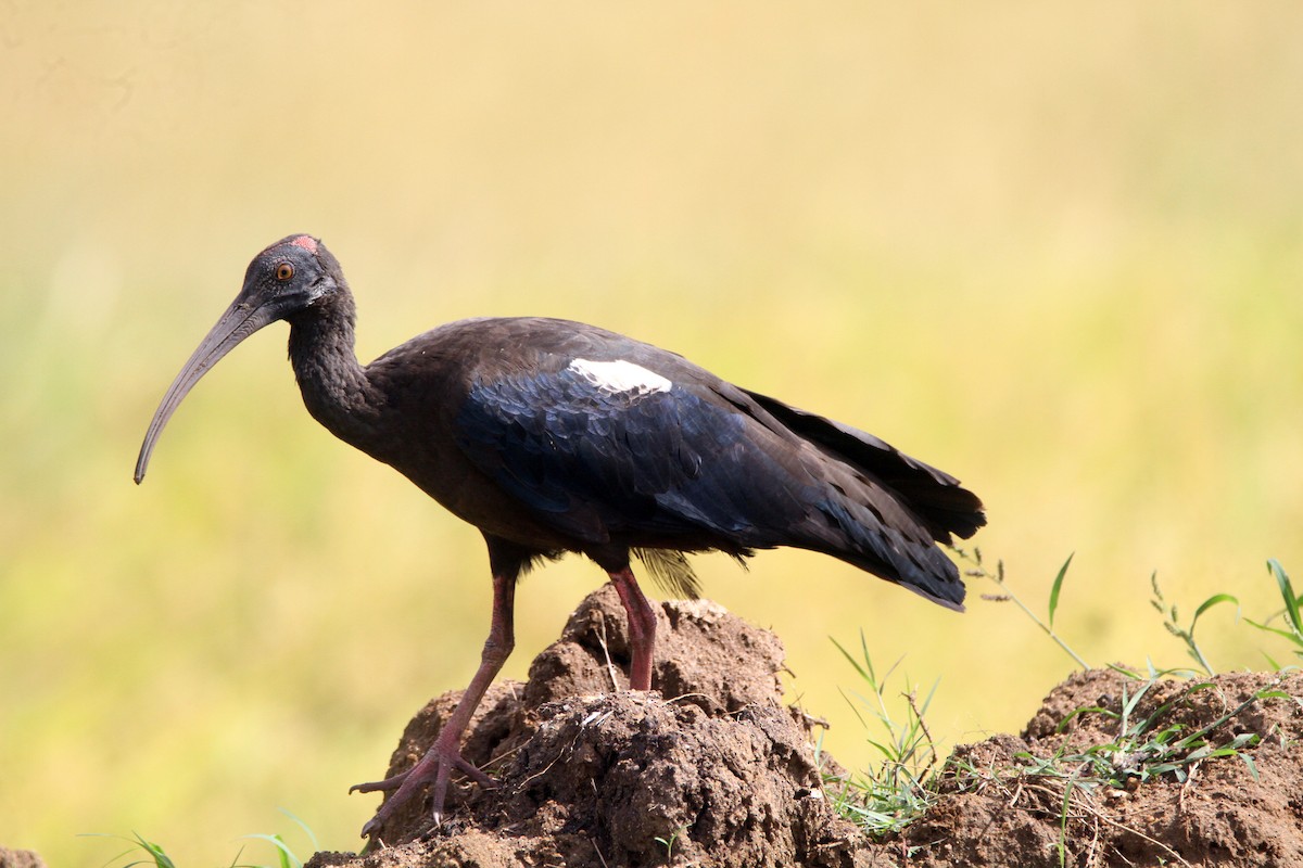Red-naped Ibis - ML642964742