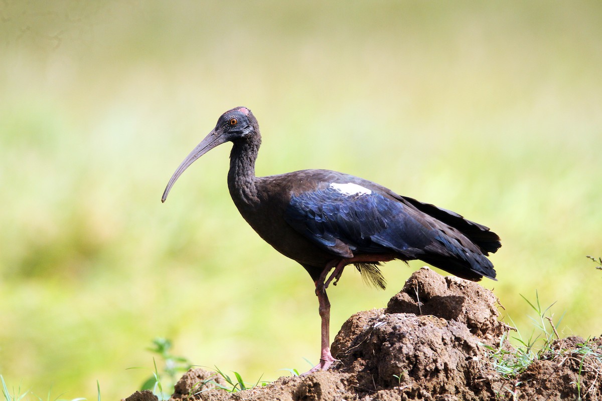 Red-naped Ibis - ML642964743