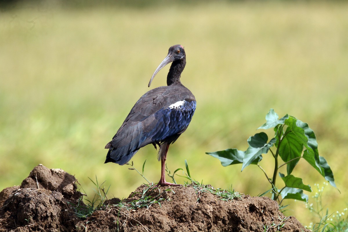 Red-naped Ibis - ML642964744
