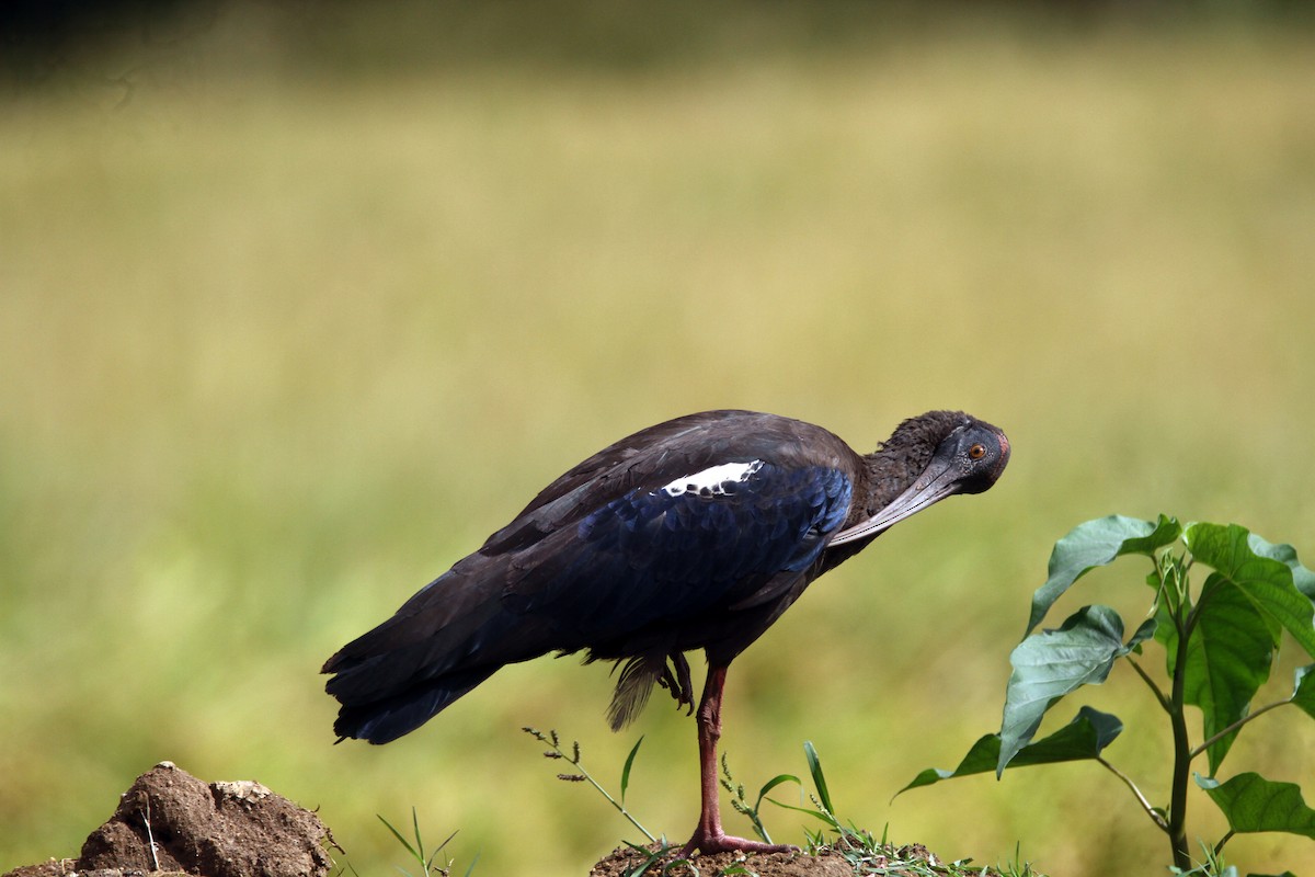 Red-naped Ibis - ML642964745