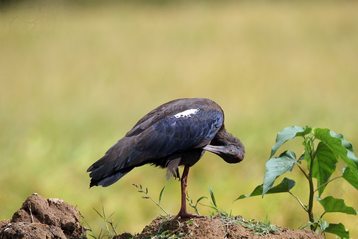 Red-naped Ibis - ML642964746