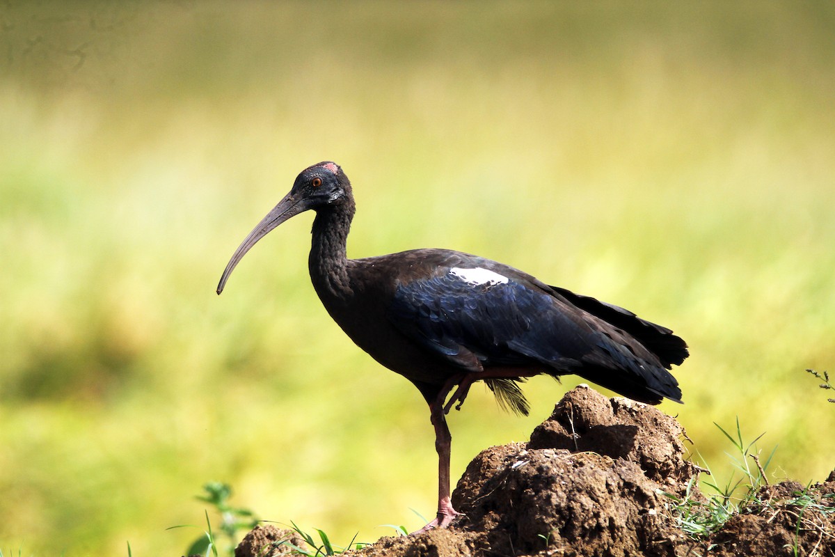 Red-naped Ibis - ML642964748