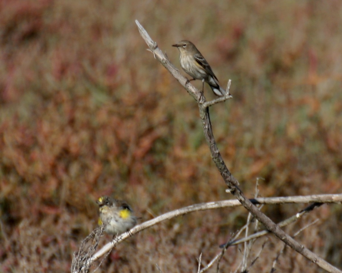 Yellow-rumped Warbler - ML642964756
