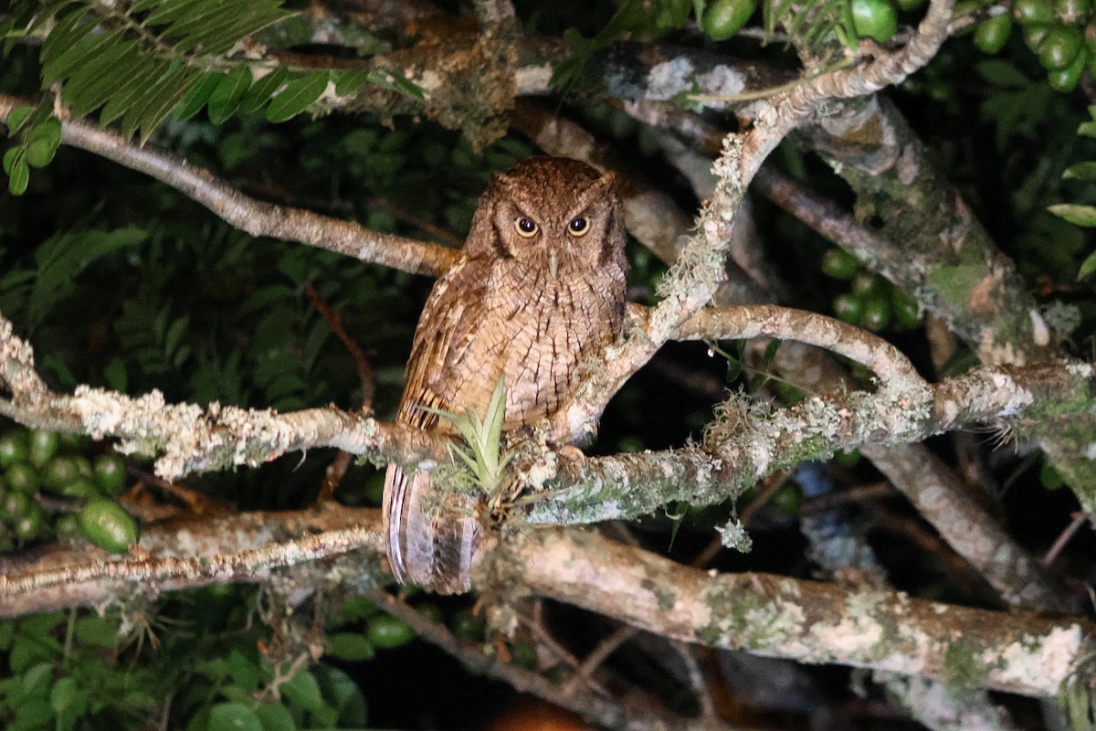 Tropical Screech-Owl - ML642964764