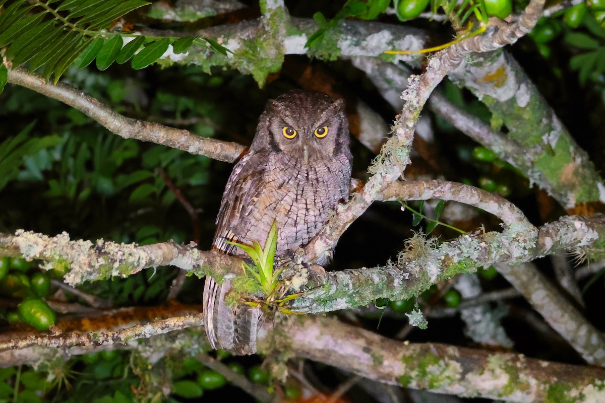 Tropical Screech-Owl - ML642964765