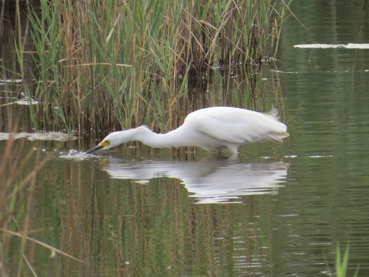 Snowy Egret - ML642964770
