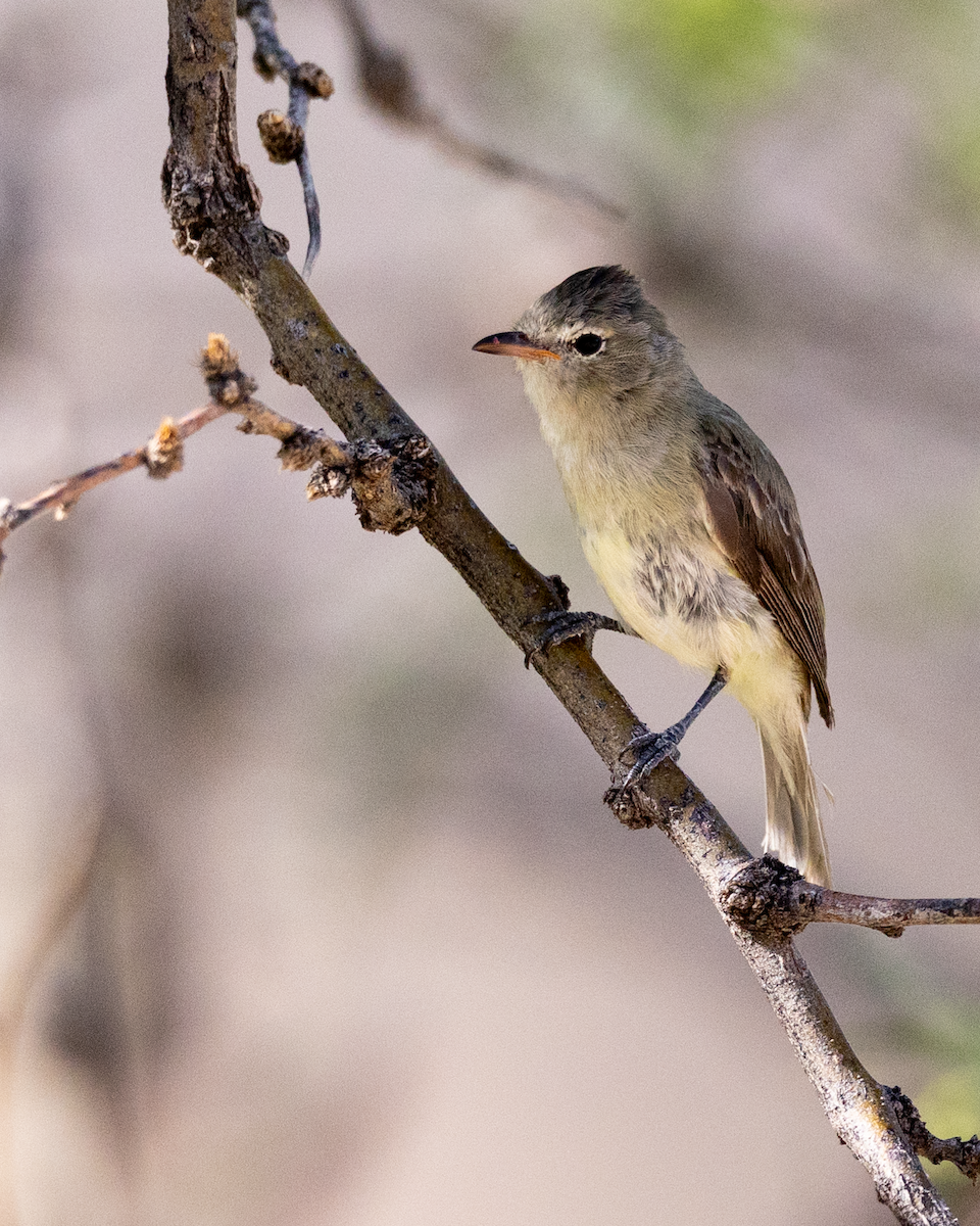 Northern Beardless-Tyrannulet - ML642964794