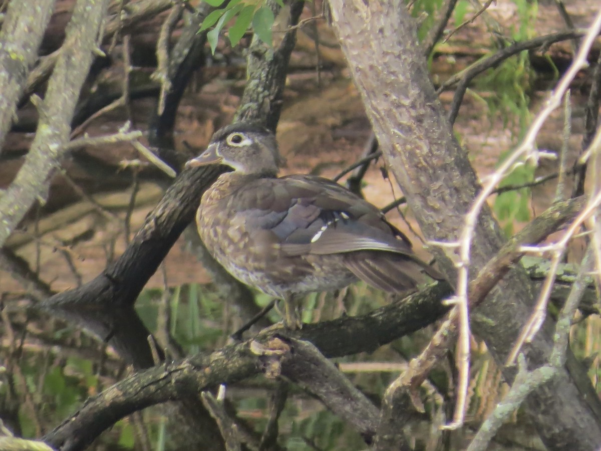 Wood Duck - ML642964795