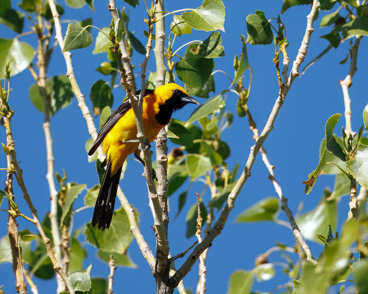 Hooded Oriole - ML642964799