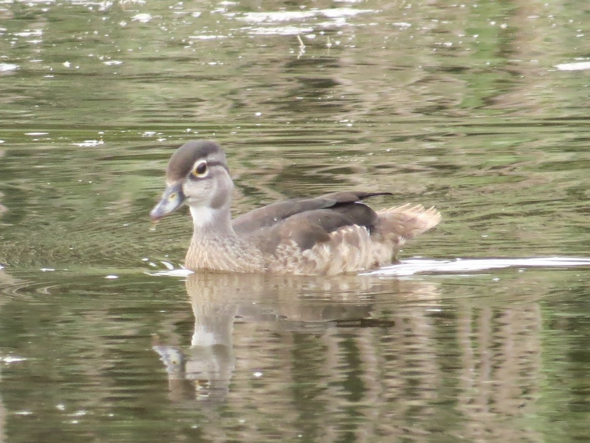 Wood Duck - ML642964811