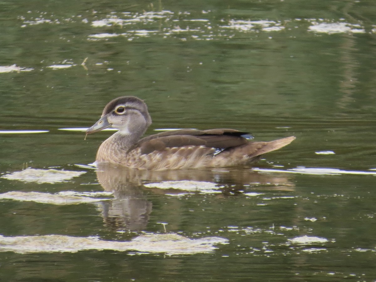 Wood Duck - ML642964812