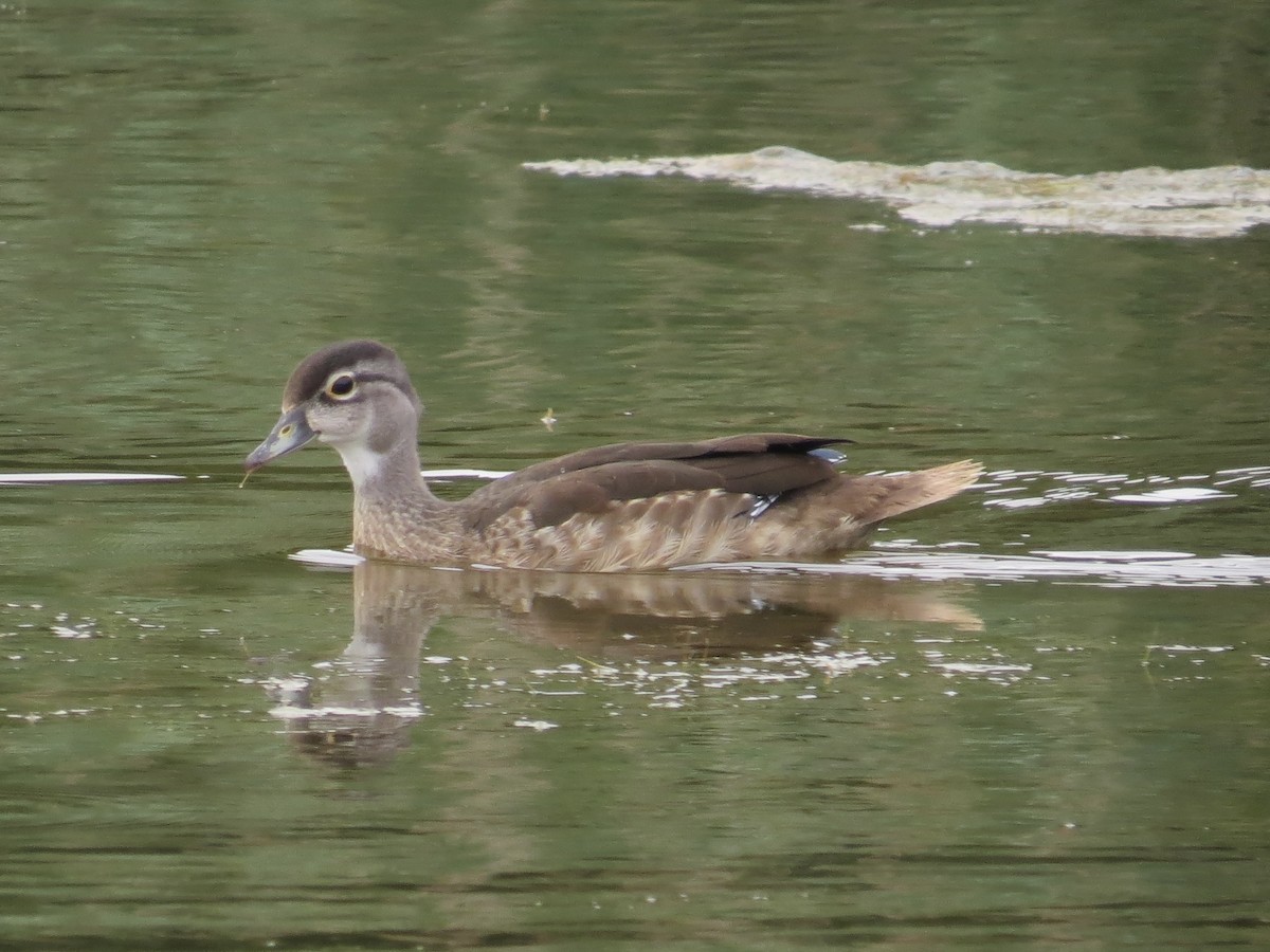 Wood Duck - ML642964813