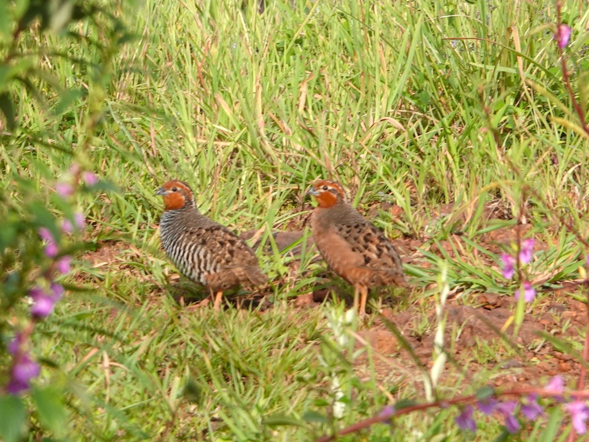 Jungle Bush-Quail - ML642964818