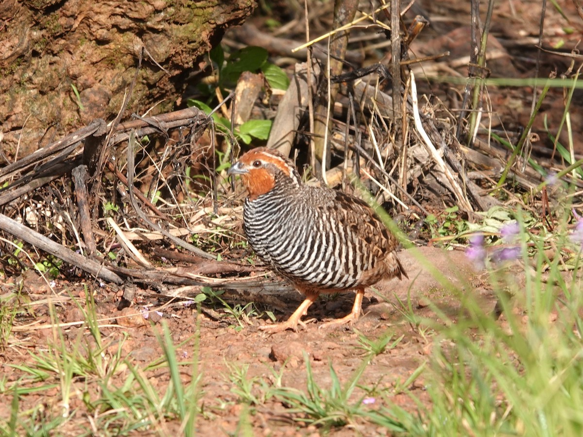 Jungle Bush-Quail - ML642964819