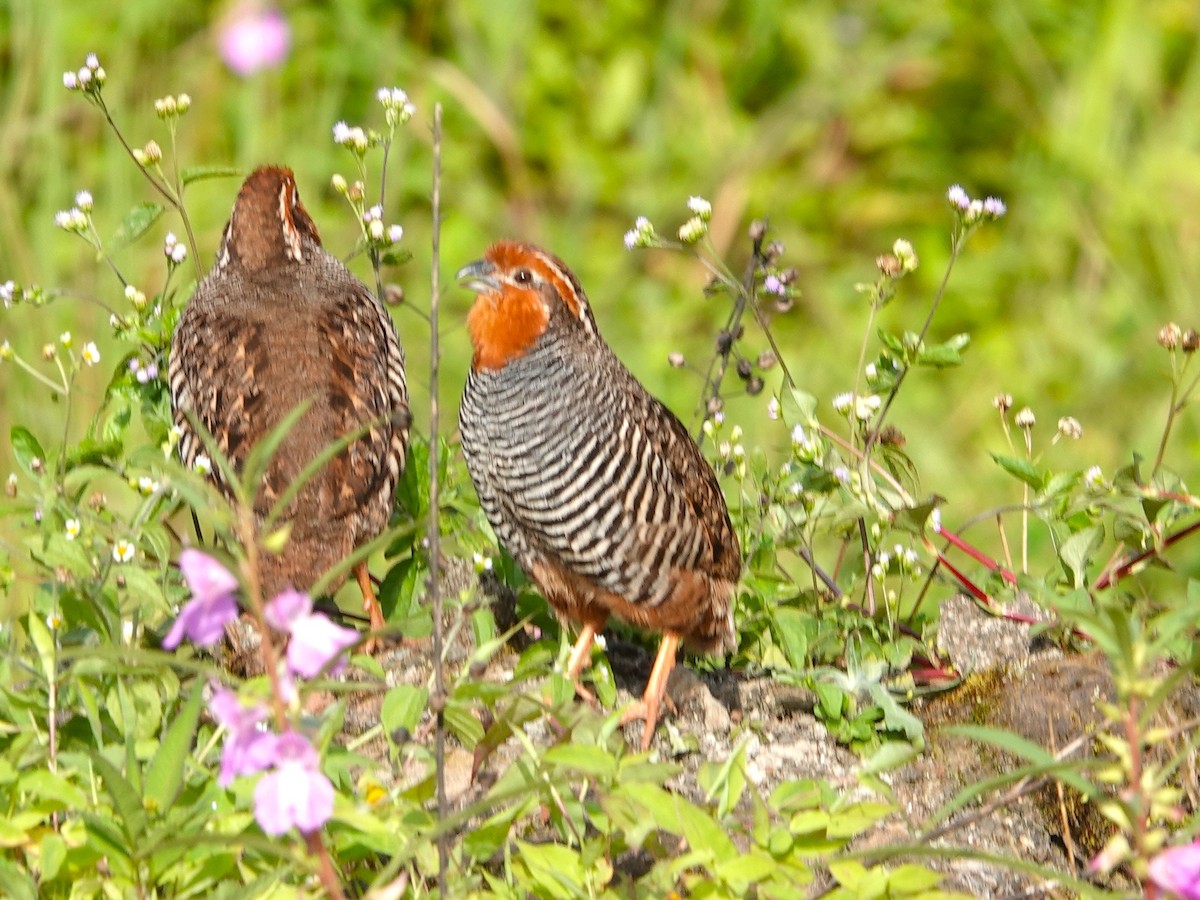 Jungle Bush-Quail - ML642964820