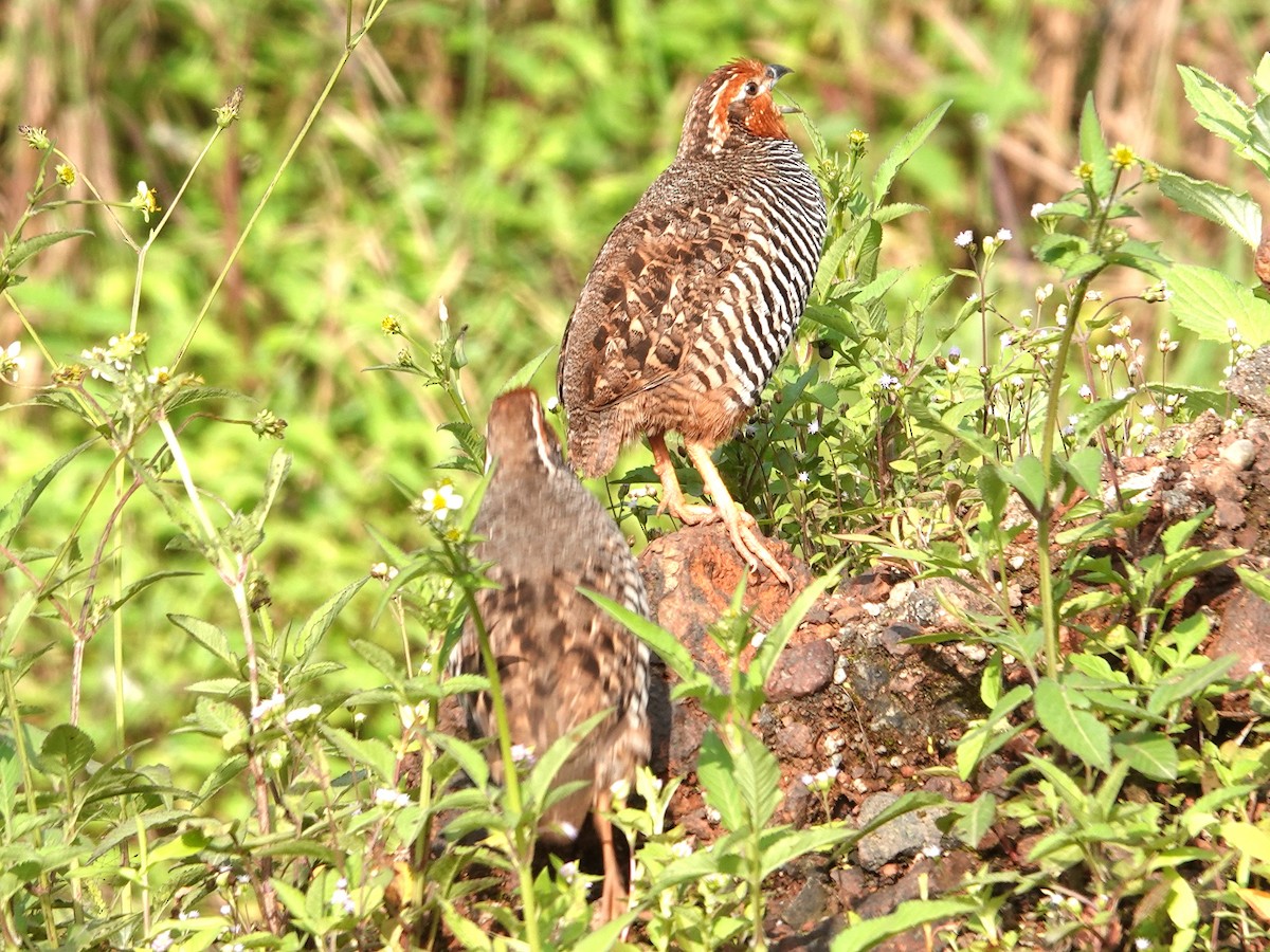Jungle Bush-Quail - ML642964821