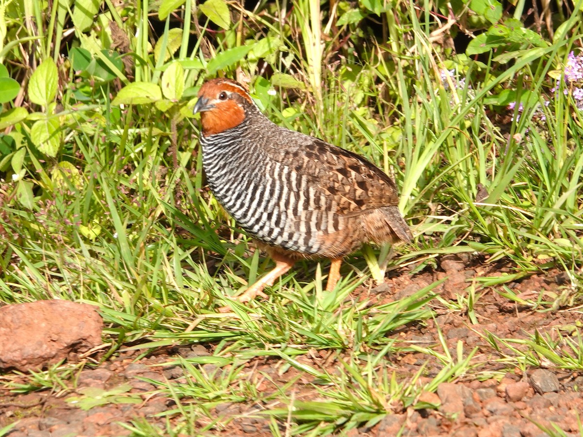 Jungle Bush-Quail - ML642964822
