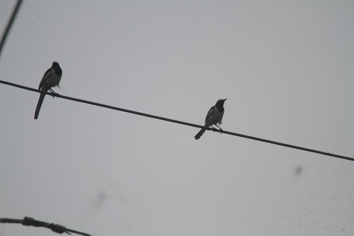 White-browed Wagtail - ML642964829