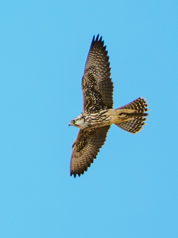 Lanner Falcon - ML642964859