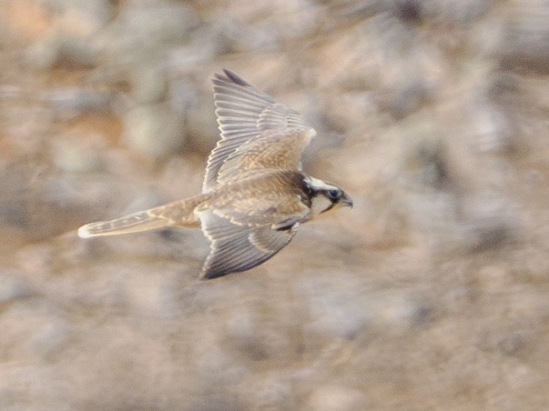 Lanner Falcon - ML642964862