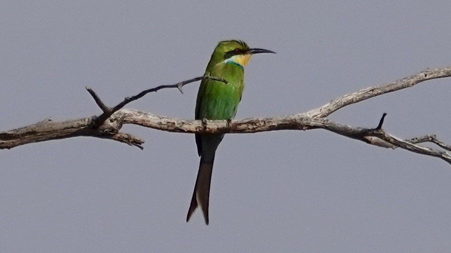 Swallow-tailed Bee-eater - ML642964869