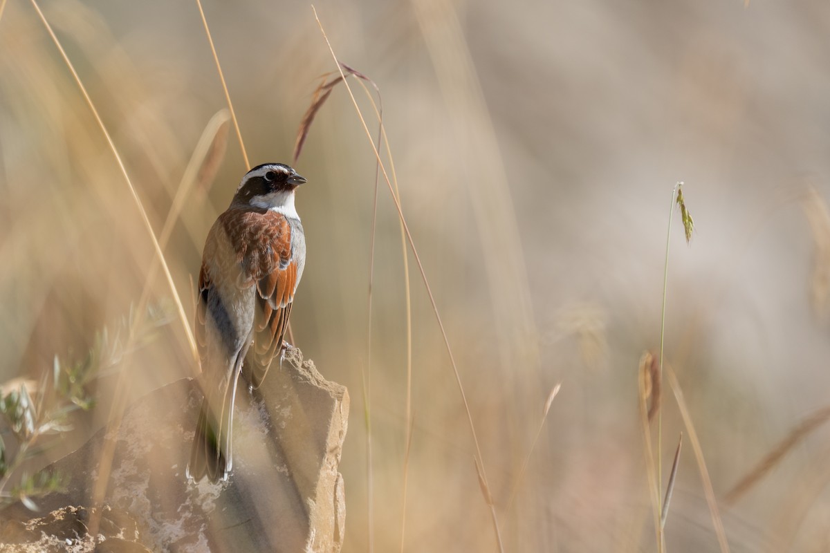 Tibetan Bunting - ML642964881
