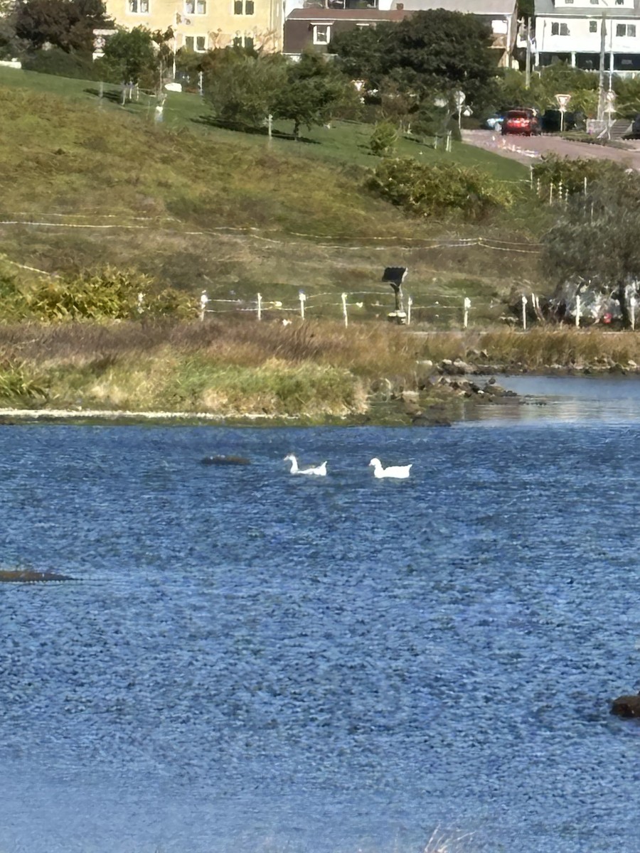 Graylag Goose - ML642964916