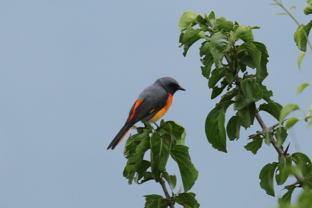 Small Minivet - ML642964922