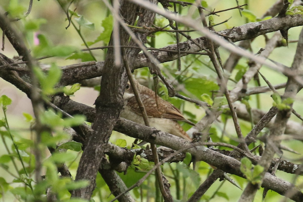アカモズ - ML642964930
