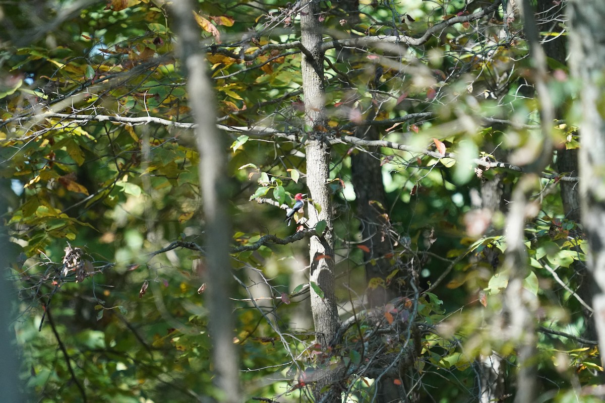 Red-headed Woodpecker - ML642964936