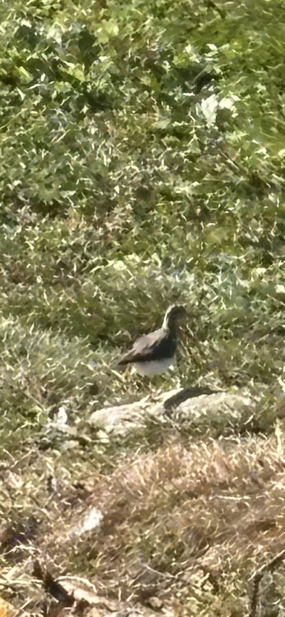 Spotted Sandpiper - ML642964937