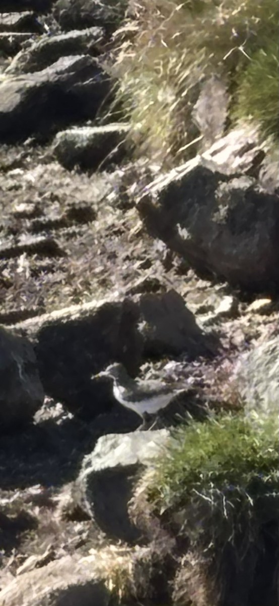 Spotted Sandpiper - ML642964938