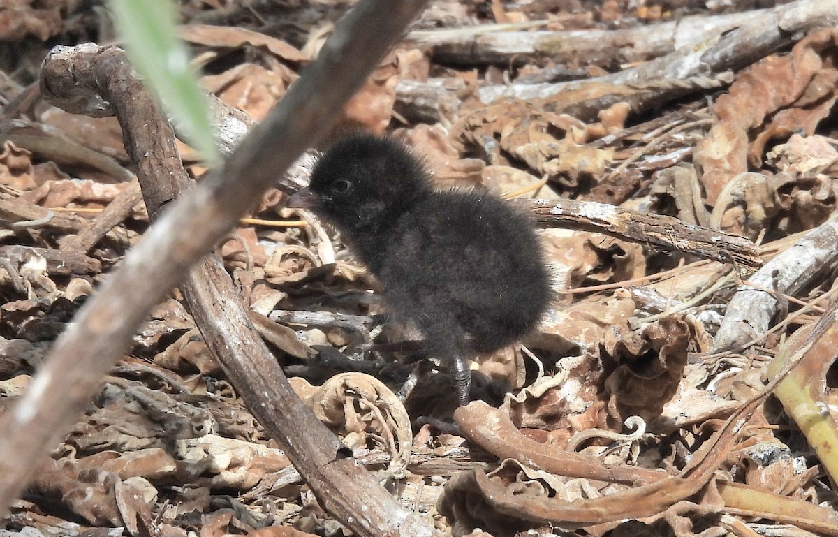 Buff-banded Rail - ML642964962