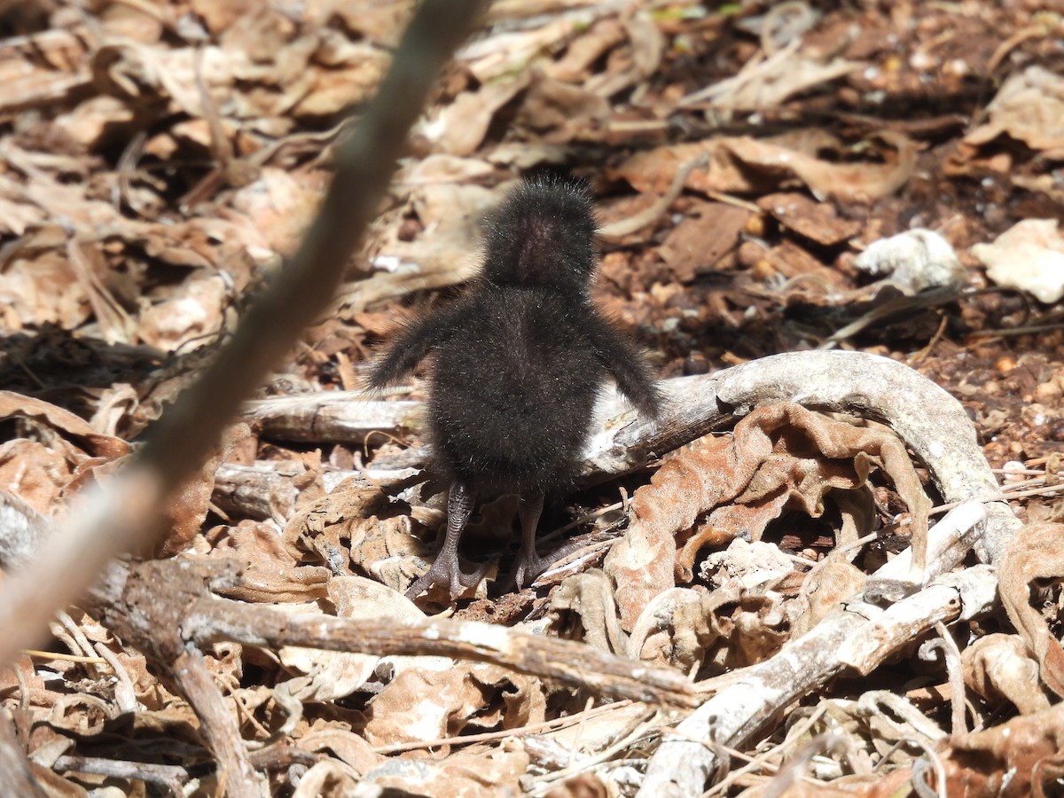 Buff-banded Rail - ML642964966