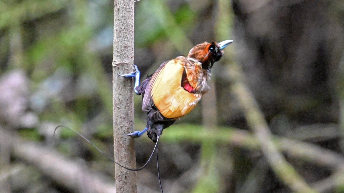 Magnificent Bird-of-Paradise - ML642964990