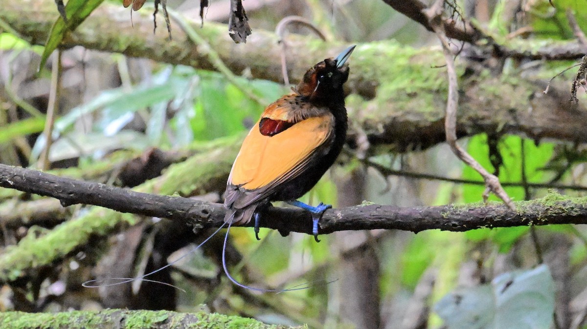 Magnificent Bird-of-Paradise - ML642964991