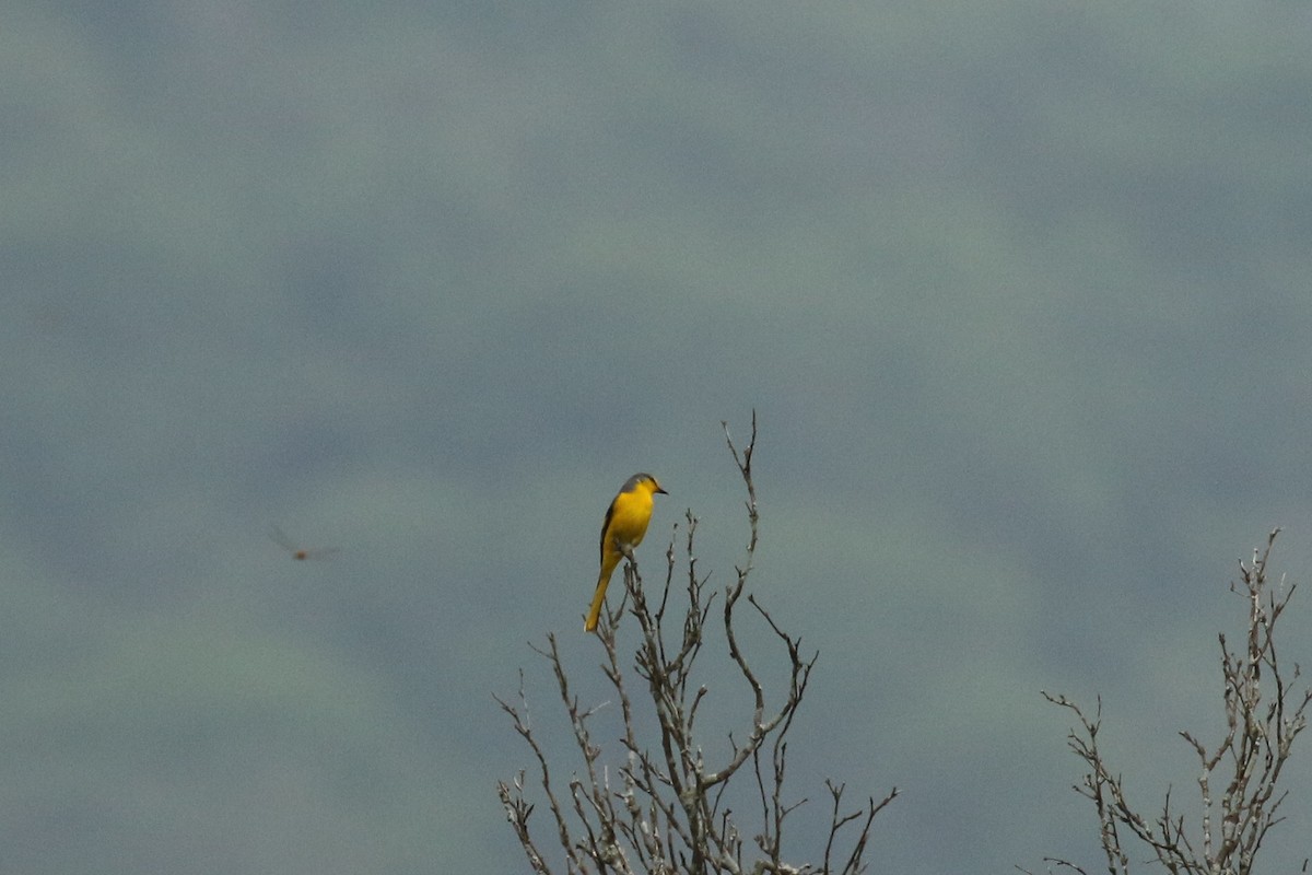 Orange Minivet - ML642964997