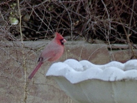 Northern Cardinal - ML642965011