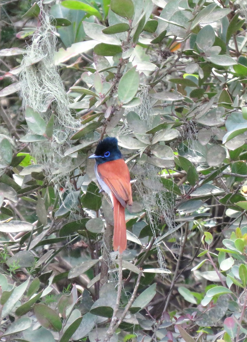 African Paradise-Flycatcher - ML642965014