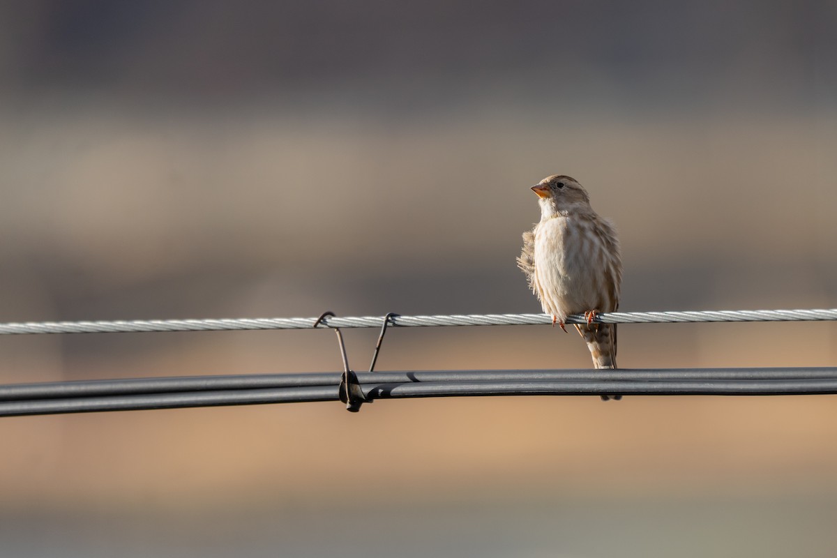 Rock Sparrow - ML642965019