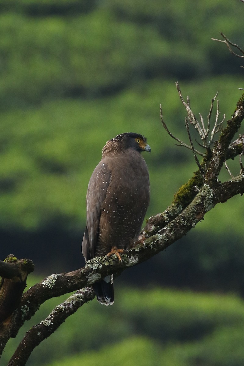 Crested Serpent-Eagle - ML642965020