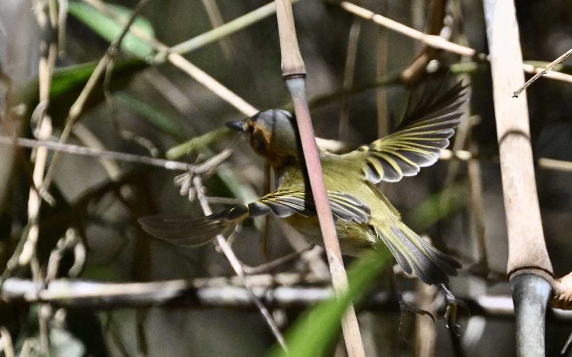 Ochre-faced Tody-Flycatcher - ML642965022