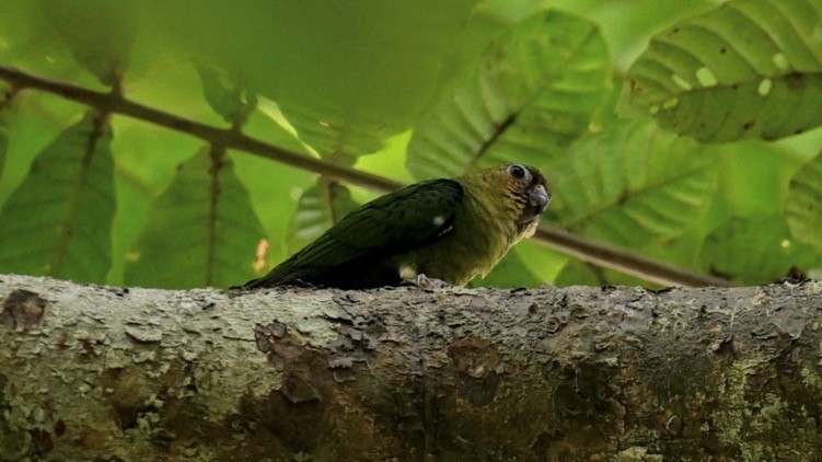 Buff-faced Pygmy-Parrot - ML642965024