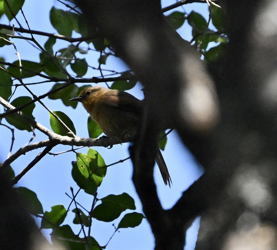 Buff-fronted Foliage-gleaner - ML642965031